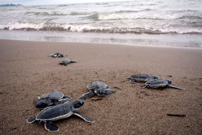 More turtle trouble in Cabo