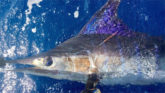 Bumper week for Cabo fishing