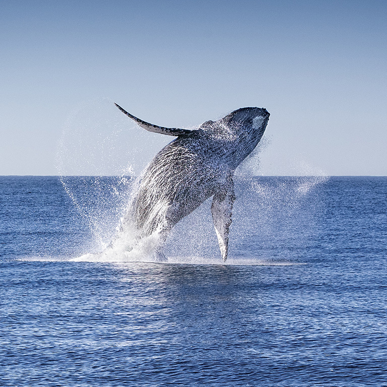 Whale Watching