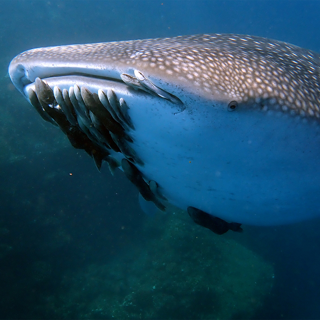 Whale Shark Snorkeling